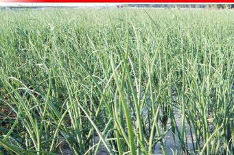 রাত জেগে পেঁয়াজ ক্ষেত পাহারা