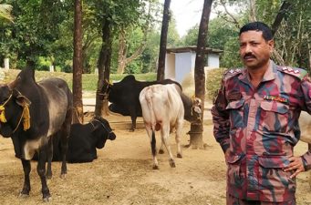 সিলেটের জৈন্তাপুর সীমান্ত থেকে ১৮টি গরু ও মহিষ আটক করেছে বিজিবি