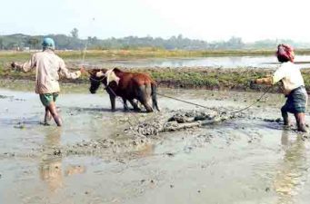 ঘোড়া দিয়ে হালচাষ!