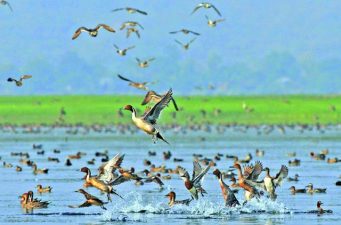 হাকালুকি-বাইক্কা বিলে পর্যটক বাড়াচ্ছে অতিথি পাখিরা