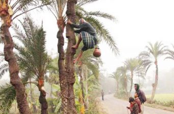 খেজুরের রস সংগ্রহে গাছিরা ব্যস্ত