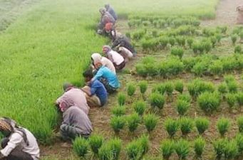 জগন্নাথপুরে ব্যস্ত দিন পার করছেন কৃষকরা