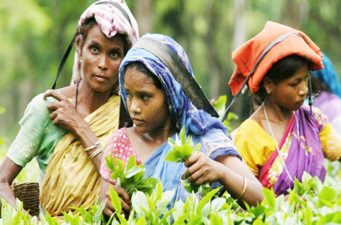 উৎপাদন বাড়লেও বাড়েনি চা শ্রমিকের মজুরি