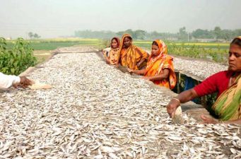 সিরাজগঞ্জের নারীদের মৌসুমি কর্মসংস্থান