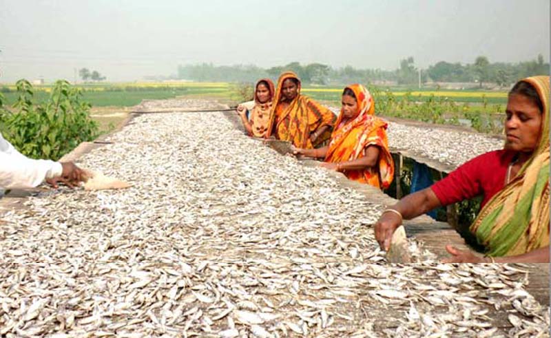 সিরাজগঞ্জের নারীদের মৌসুমি কর্মসংস্থান