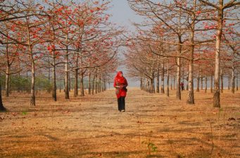 বসন্ত বরণে প্রস্তুত শিমুল বাগান