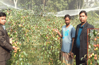 কাশ্মীরি কুল চাষে দুই বন্ধু সফল