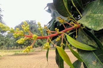 আমের রাজধানীতে আগাম মুকুল : স্বপ্নে বিভোর চাষিরা