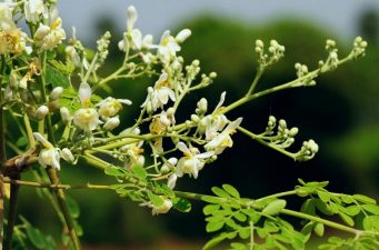 ৩০০ ধরনের রোগ থেকে বাঁচাবে সজনে গাছ