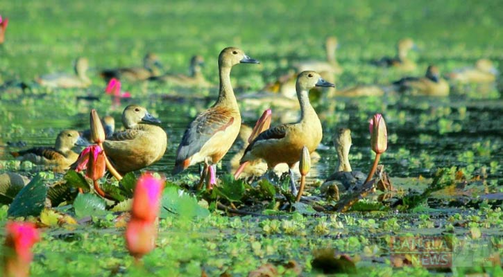 জলকেলি পাখিদের পরিযায়ী