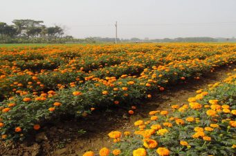 ৭০-৮০ কোটি টাকার ফুল বিক্রির আশায় ব্যস্ত চাষিরা