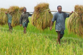 সাড়ে ২৩ কোটি টাকার সার ও বীজ ৩ লাখ কৃষক পাচ্ছেন