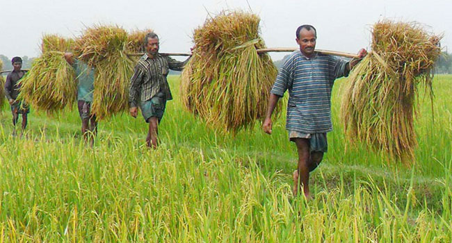 সাড়ে ২৩ কোটি টাকার সার ও বীজ ৩ লাখ কৃষক পাচ্ছেন