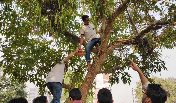 হাঁড়িতে পাখির বাসা