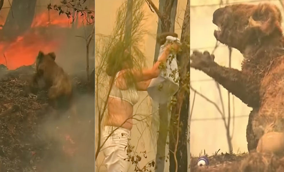 অস্ট্রেলিয়ায় ভয়াবহ দাবানলে ১০০ কোটির বেশি প্রাণী মারা গেছে