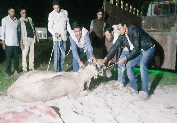 বিরল প্রজাতির ‘নীলগাই’ উদ্ধার