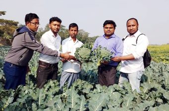 বড়লেখায় প্রথমবারের মত ক্যান্সার প্রতিরোধক ব্রোকলি চাষ