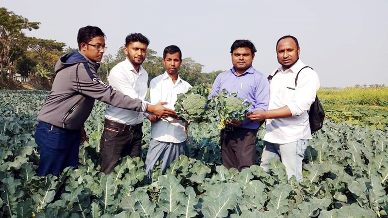 বড়লেখায় প্রথমবারের মত ক্যান্সার প্রতিরোধক ব্রোকলি চাষ