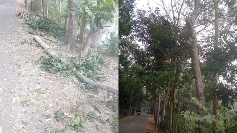 বাবুগঞ্জে ক্ষমতার দাপটে সরকারি গাছ কাটার অভিযোগ