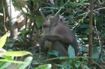 হবিগঞ্জের শালটিলা বনবিট প্রাণিদের অভয়ারণ‌্য