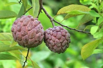 জেনে নেয়া যাক আতা ফলে গুণাগুণ