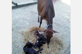 বিশ্বনাথে এক সাথে ৩টি বাছুর প্রসব: গাভী দেখতে ভিড়!