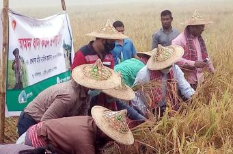 মৌলভীবাজারে আমন ধান কর্তন ও নবান্ন উৎসব অনুষ্ঠিত