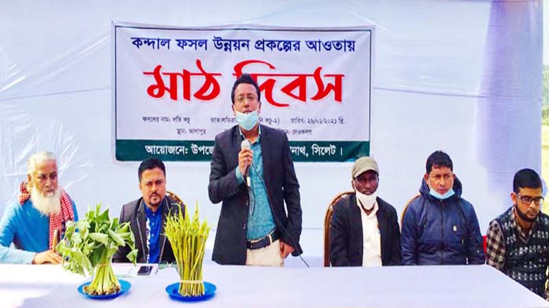 বিশ্বনাথের জাবের লতিরাজ কচুর সফল চাষী