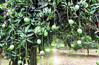 রাজশাহীতে ১৫ মে থেকে পাড়া যাবে আম : জেলা প্রশাসক