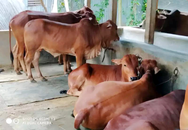 কোরবানির ঈদকে সামনে রেখে দুচিন্তায় রাজশাহীর গরুর খামারিরা