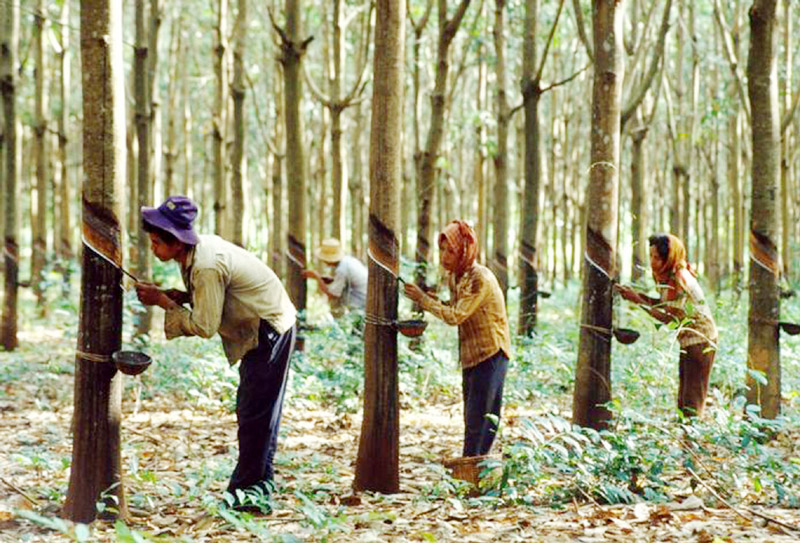 মাধবপুরের শাহজিবাজার রাবার চাষ হুমকির মুখে