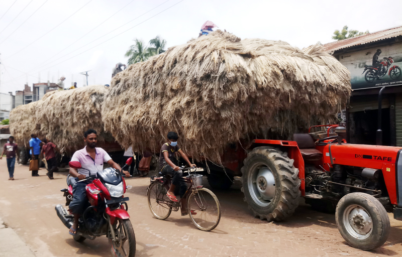 পাট চাষে রাজশাহীর কৃষকদের মুখে হাসি