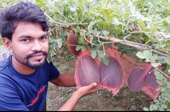 মাচা পদ্ধতিতে তরমুজ চাষে সাফল্যের পথে কলেজ ছাত্র উজ্জ্বল