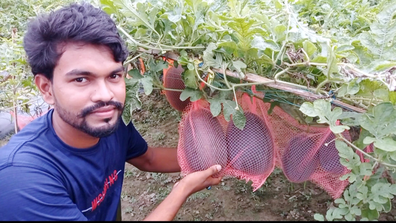 মাচা পদ্ধতিতে তরমুজ চাষে সাফল্যের পথে কলেজ ছাত্র উজ্জ্বল