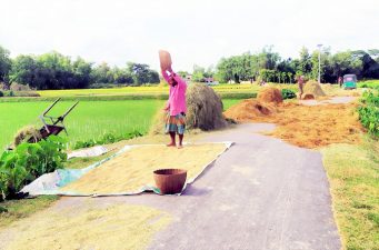 কমলগঞ্জে আউশ ধান ঘরে তোলতে ব্যস্ত কৃষকরা