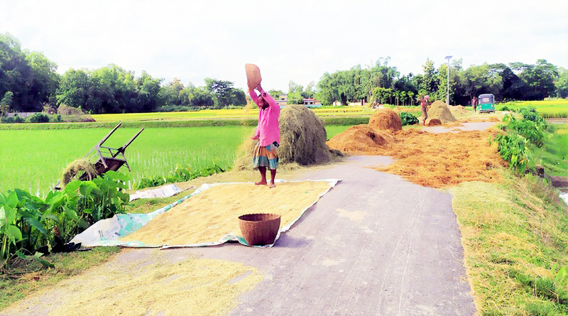 কমলগঞ্জে আউশ ধান ঘরে তোলতে ব্যস্ত কৃষকরা