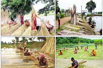 মাধবপুরে সোনালী আঁশ পাট ঘরে তুলতে ব্যস্ত সময় পার করছেন কৃষকরা