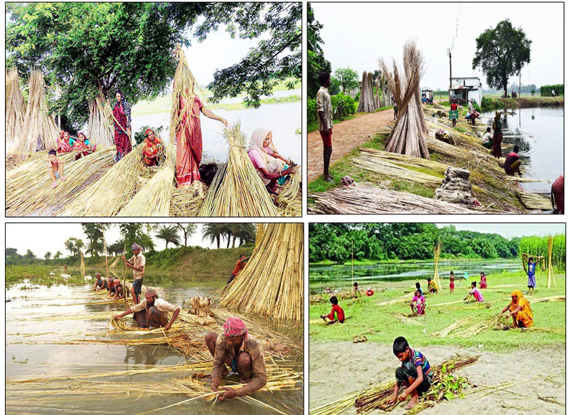 মাধবপুরে সোনালী আঁশ পাট ঘরে তুলতে ব্যস্ত সময় পার করছেন কৃষকরা