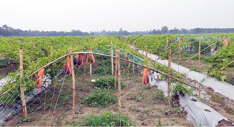 পীরগঞ্জে অসময়ে তরমুজ চাষে সফলতার স্বপ্ন দেখছে পাঁচ বন্ধু