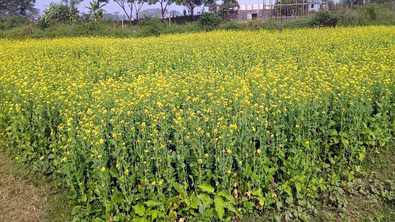 রূপগঞ্জের বিল জুড়ে এখন হলুদের সমারোহ