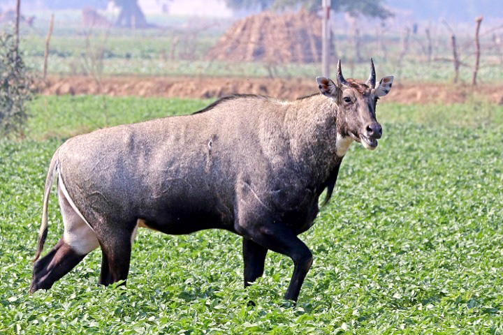 ঠাকুরগাঁওয়ে হাঠাৎ দেখা মিলছে নীলগাই