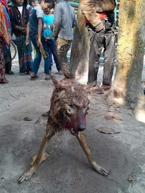 রংপুর পীরগঞ্জ উপজেলায় আবার দেখা দিয়েছে বিরল জাতের হিংস্র প্রানী হায়না।