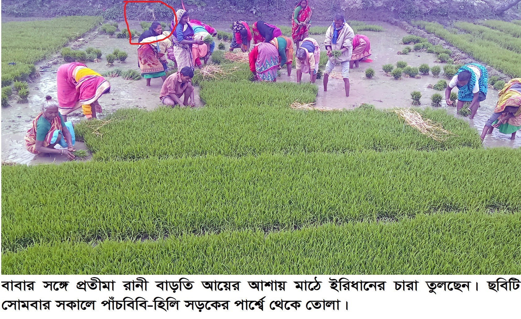 পাঁচবিবিতে বাবার সাথে মাঠে কাজ করছেন অষ্টম শ্রেনীর ছাত্রী প্রতীমা