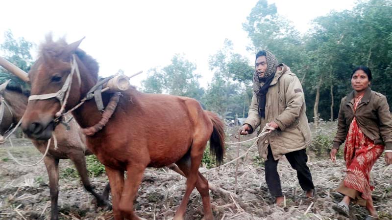 ঠাকুরগাঁওয়ে ঘোড়া দিয়ে হালচাষ