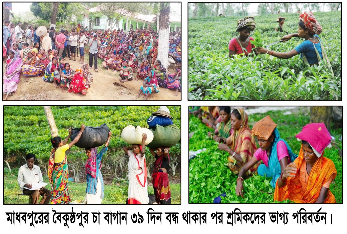 মাধবপুরে বৈকুন্ঠপুর চা বাগান ৩৯দিন পর জেলা প্রশাসকের হস্তক্ষেপে চালু হচ্ছে।