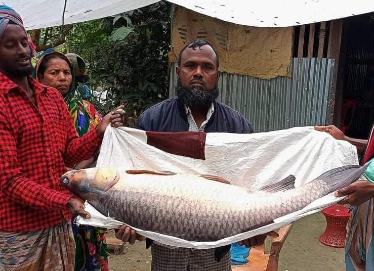 ২১ হাজার টাকায় বিক্রি হলো পায়রা নদীর রুইমাছ