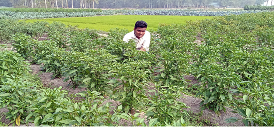 পাঁচবিবিতে ইঞ্জিনিয়ারিং পাশ করেও কৃষিতেই সফল তৌহিদ