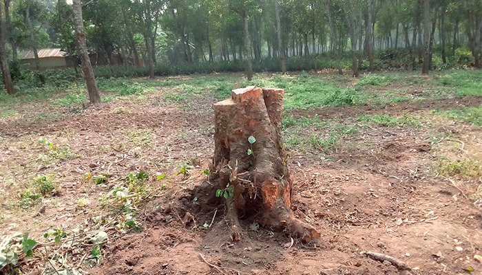 গাছ চুরি হওয়ায় ঐতিহ্য হারাচ্ছে মধুপুর শালবন, হুমকিতে জীববৈচিত্র্য