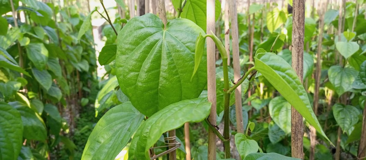 ঐতিহ্য হারাচ্ছে পানের বরজ