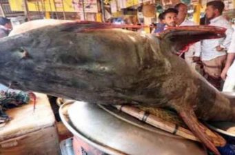 সিলেটের সুরমায় ধরা পড়লো ১২০ কেজি ওজনের বাঘাইড় মাছ